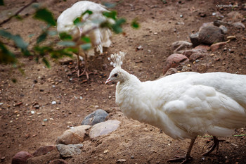 Peafowl / ***