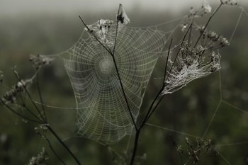  / ***
