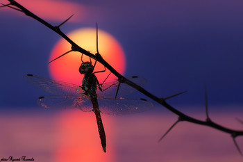 Dragonfly / Thank you all for paying attention on my work, and your comments