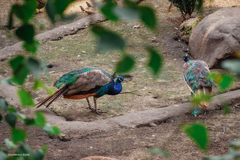 Peafowl / ***