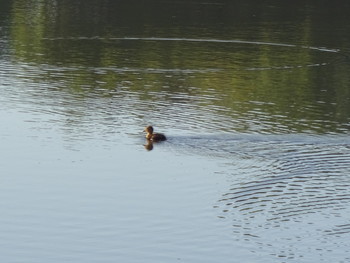 Morgen auf dem See / ***