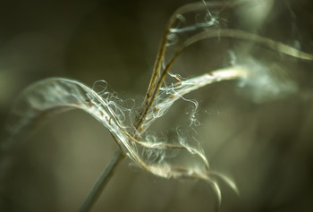  / Vivitar 100mm macro f2.8