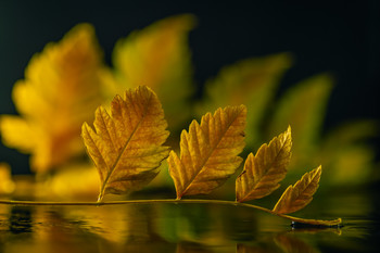 Cuando se vive, no se resiste. / Hojas vistas desde otra perspectiva.