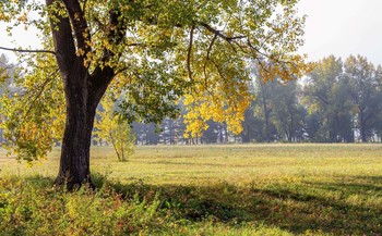 Autumn morning. / ***