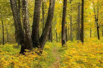 Herbstwald / ***