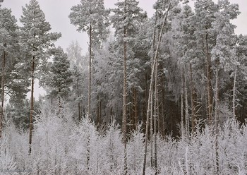 Pines / ...