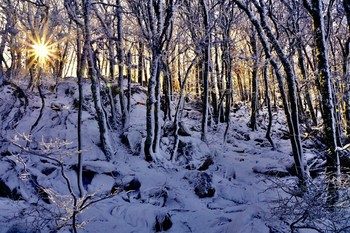 winter / ***