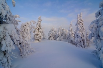 In the winter forest. / ***