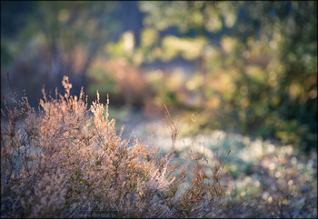 Forest Tales / Wild winter forest awakened by the Spirit of spring...