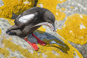 Frisch gefangen / Gryllteiste - DK - wildlife