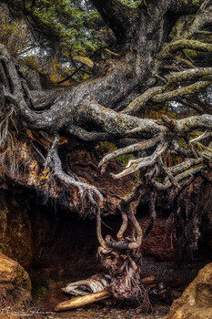 The Tree of Life / This Sitka Spruce dubbed the "Tree of Life" is located in Kalaloch, Washington.. The ground beneath has been eroded by a stream underground at its base yet it has not fallen onto the beach.