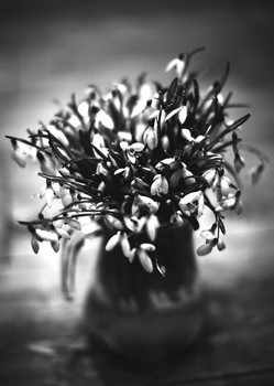 Snowdrops / ***