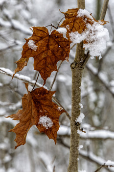 Red Leaves in Winter / These red maple leaves were still on the tree in the middle of winter
