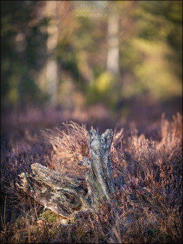 Forest Tales. II / Wild winter forest awakened by the Spirit of spring...