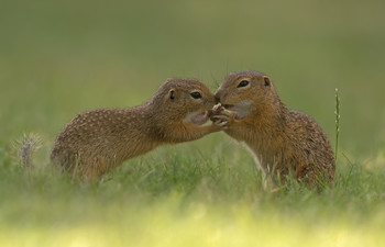 Ziesel Babys / Aufgenommen im Burgenland