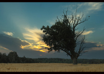 Evening rest / ***