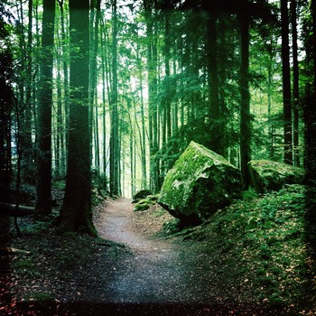 Forestpath / Unter den Bäumen