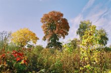 Autumn / ******