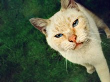 The Transfiguration of the cat / no comment