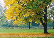 Herbst / ***