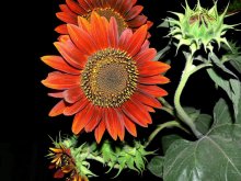 Sunflowers / ***