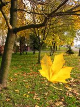 Autumn / nocoment