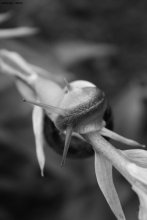 Snail / ***