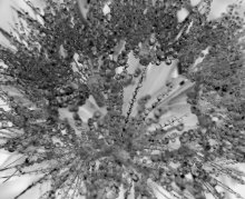 dew / ***