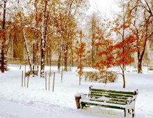 Tangerine trees! / ***