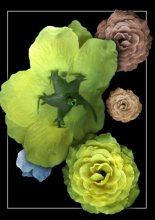 Flowers / ***