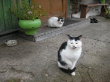 cats / :)***