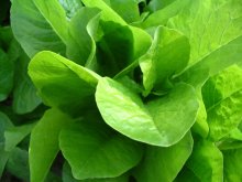 Greens / ***