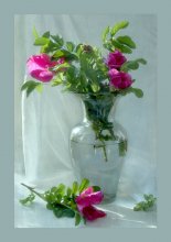 Dornbusch / ***