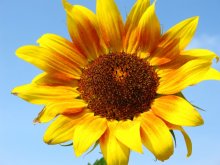 Little sun / ***