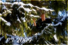 Snow / ***