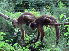 Synchronized neplavanie / ***