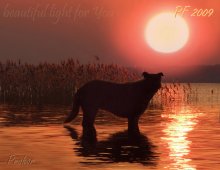 beautiful light for You / ***