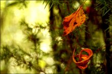 Christmas decorations / ***