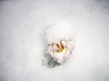 Der Winter kam und ich wachte / ***