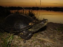 Swamp monster / ***