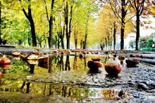 ... Autumn Park ... / ***