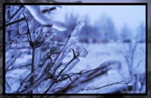 frozen / ***