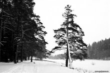 Winter / Winter / ***