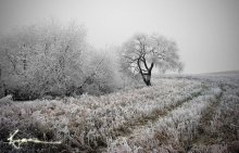 Winter ... / ......