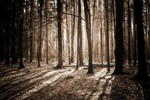 In forest / ****************