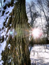 sun / ***