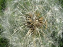 Dandelion / ***