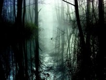 Wald / .....