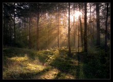 Morgen im Wald ... / ***