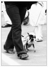 Von den Glamour. Doggy:) / ***